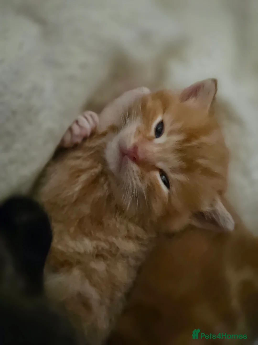 Mixed Breed cats for sale: Kittens for sale - Advert 15