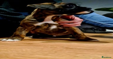 Boxer dogs - Advert 7