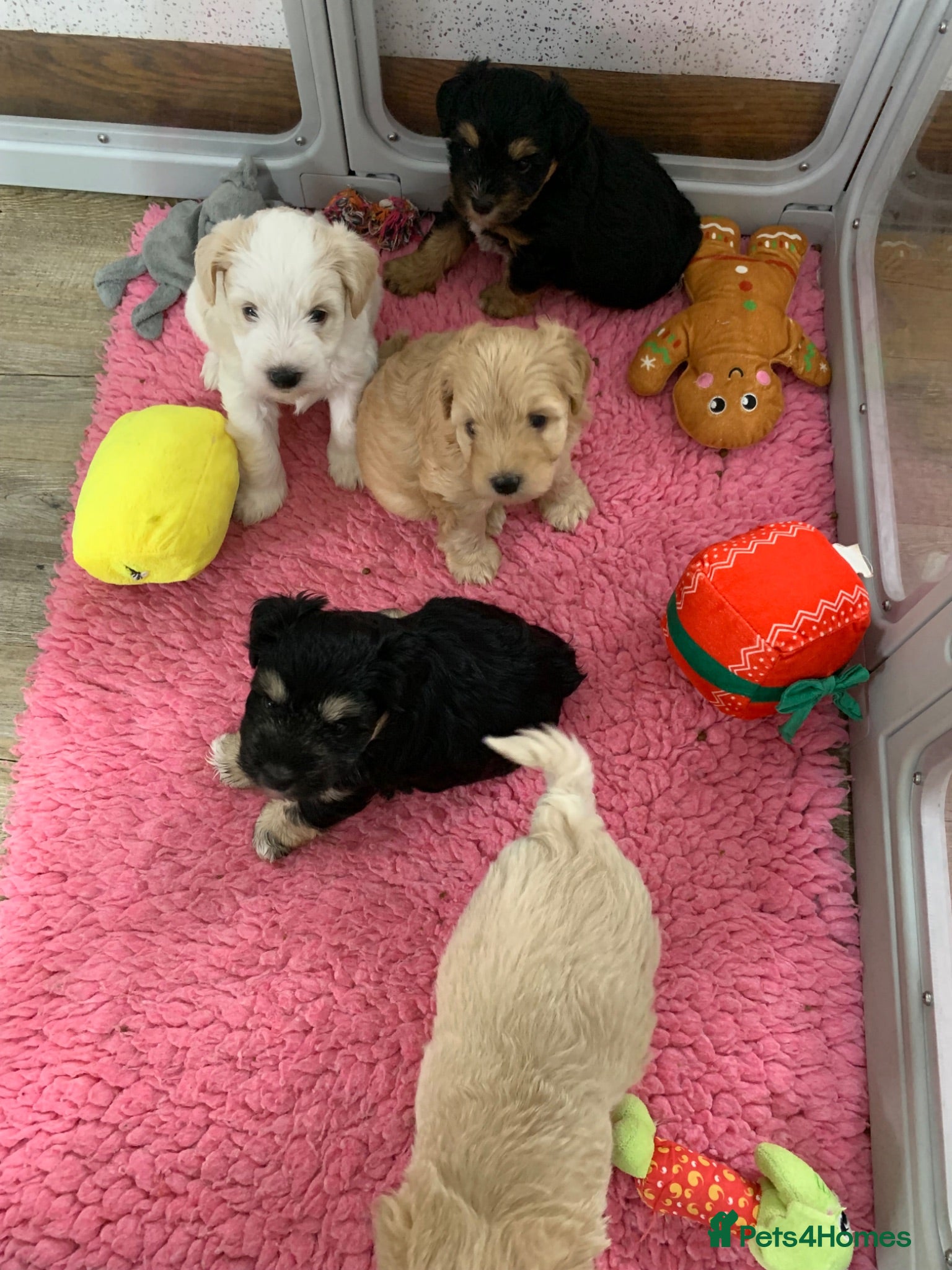 Miniature Schnauzer dogs 5* Licensed KC Small Miniature Schnauzer Litter  - Advert 16