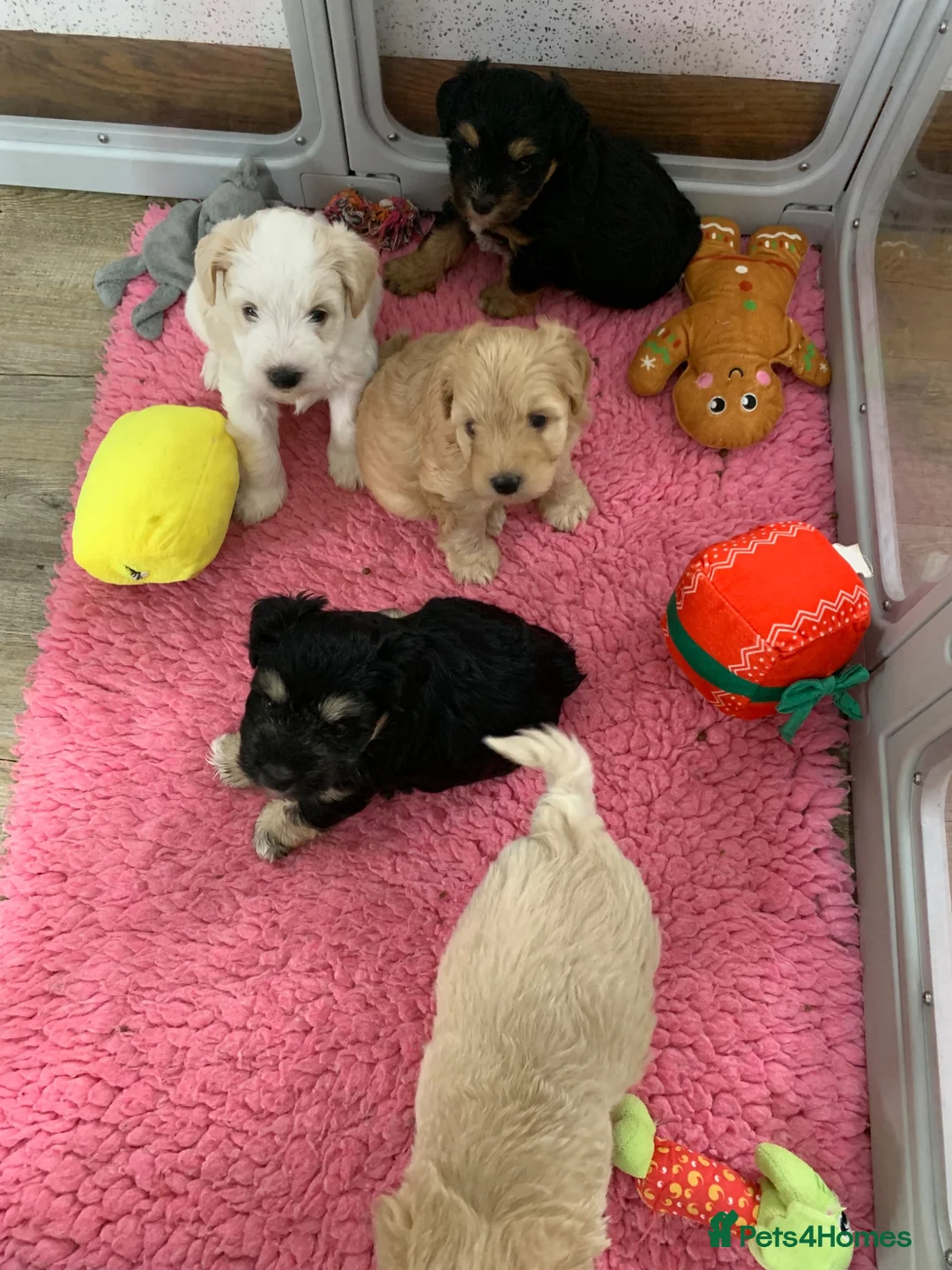 Miniature Schnauzer dogs for sale: 5* Licensed KC Small Miniature Schnauzer Litter  - Advert 1