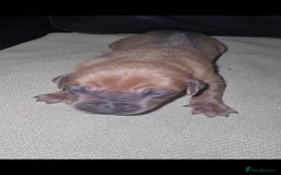 Rhodesian Ridgeback dogs for sale: 🦁KC RHODESIAN RIDGEBACKS PUPPIES🦁  - Image 37