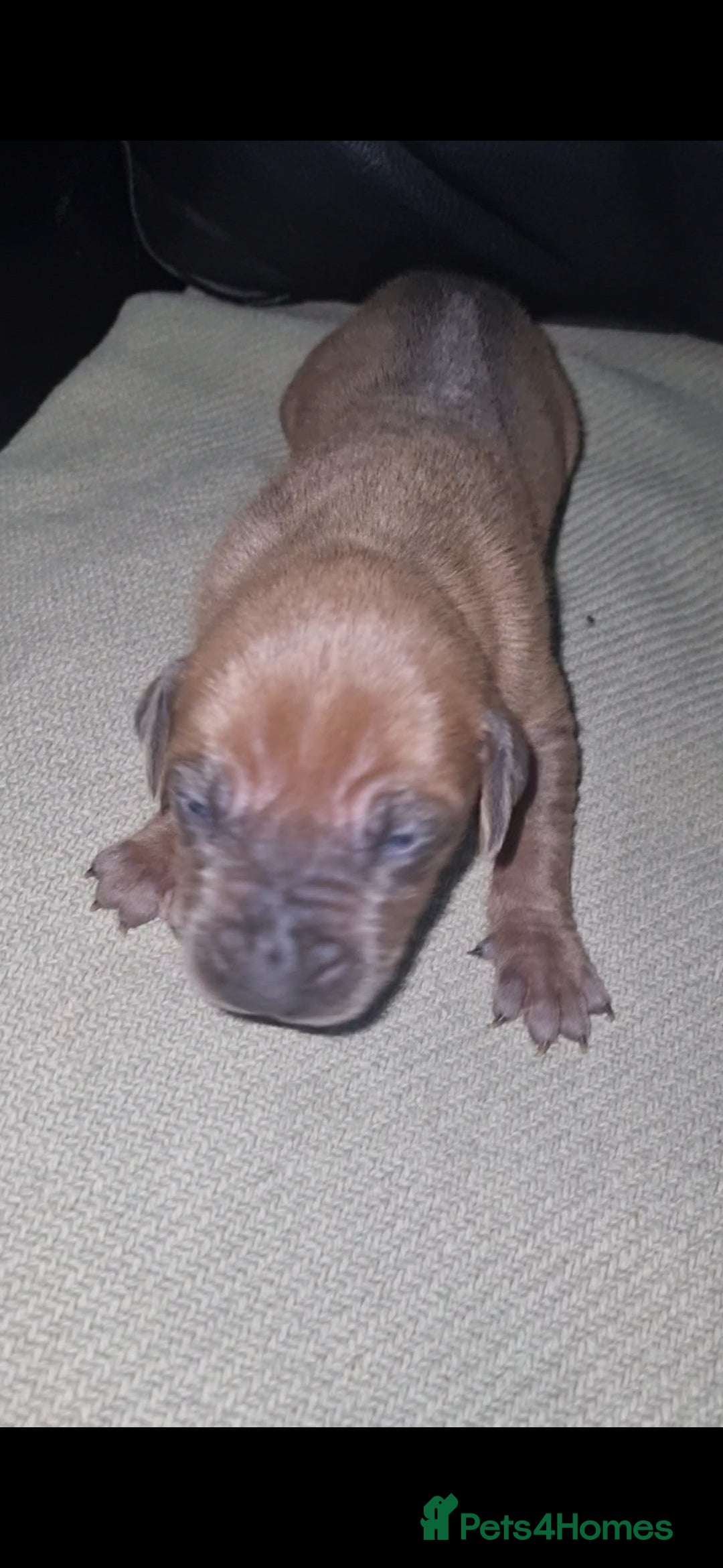Rhodesian Ridgeback dogs for sale: 🦁KC RHODESIAN RIDGEBACKS PUPPIES🦁  - Image 37