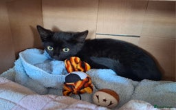 Mixed Breed cats for sale: Black Feral kitten looking for lots of TLC - Image 2