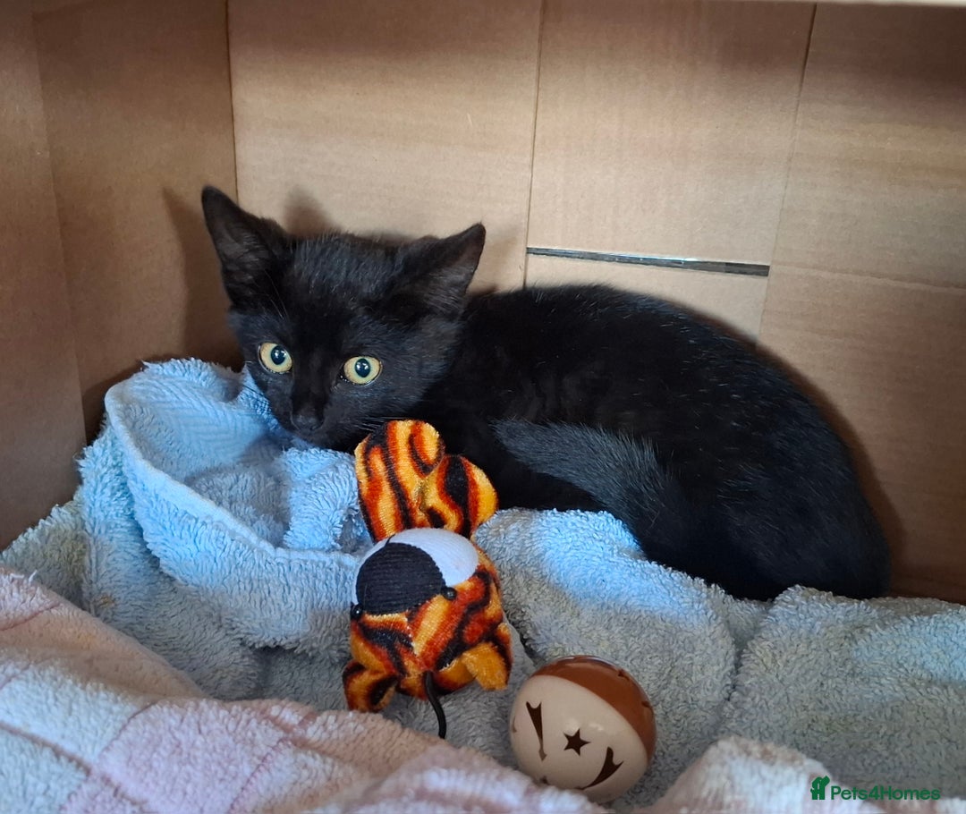 Mixed Breed cats for sale: Black Feral kitten looking for lots of TLC - Image 2