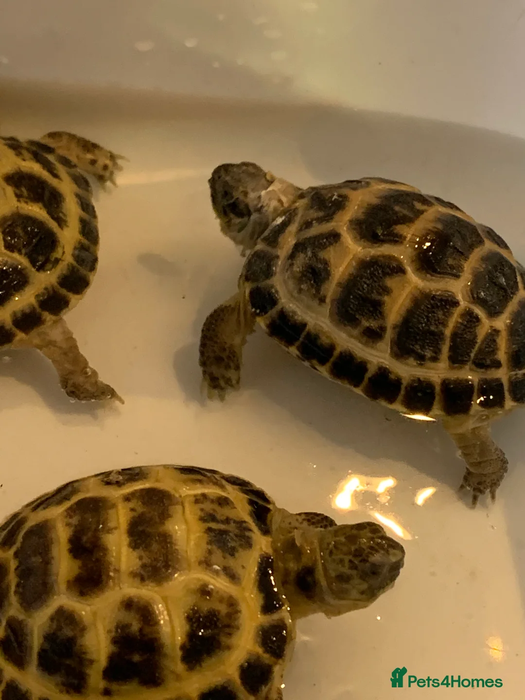 Tortoise reptiles for sale: Beautiful Baby Tortoises & Full Set Ups - Advert 5