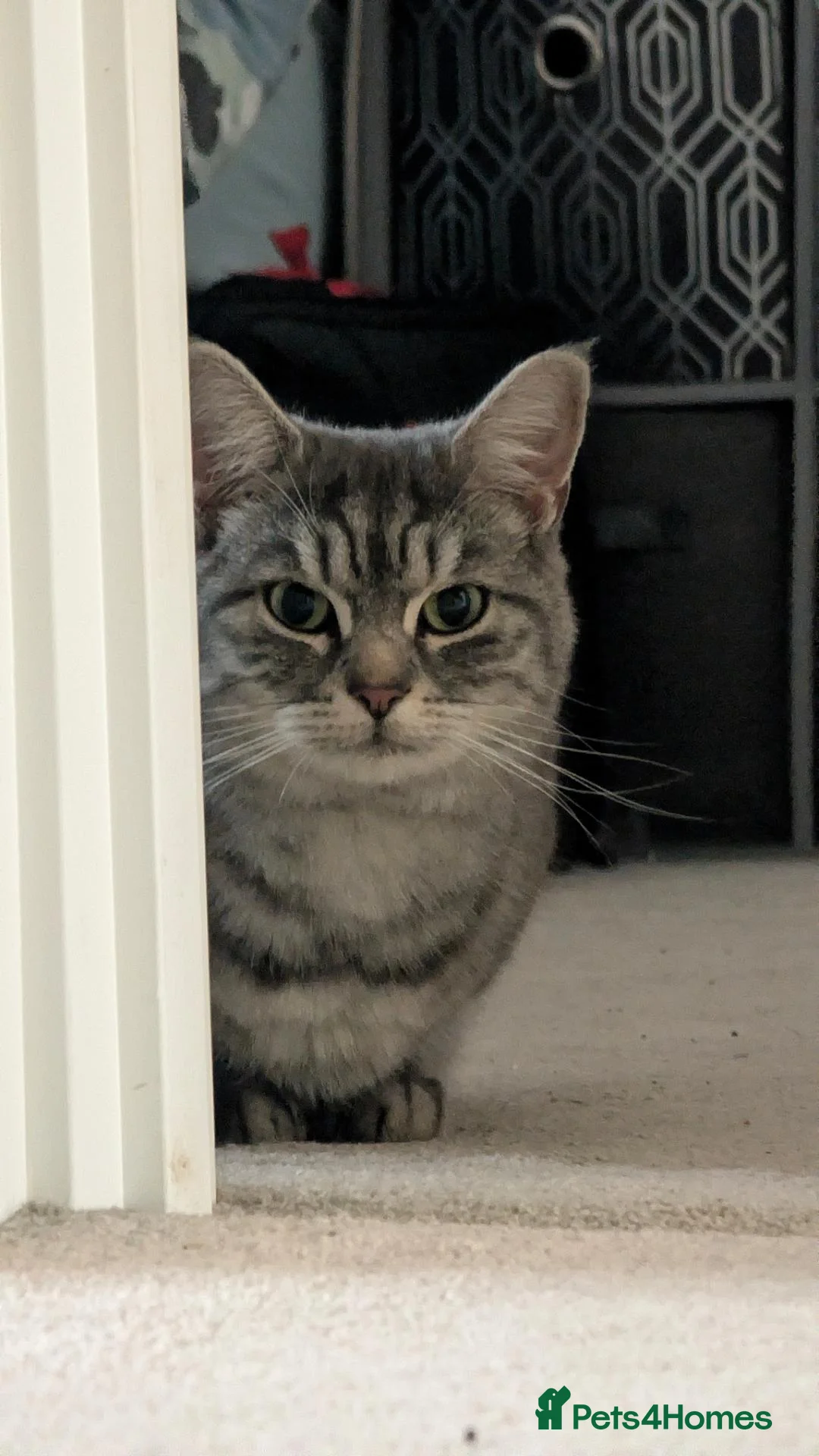 Mixed Breed cats for sale: Chinchilla Persian x bombay  - Advert 2