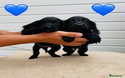 Cocker Spaniel dogs for sale: Cocker spaniel pups available  - Image 4