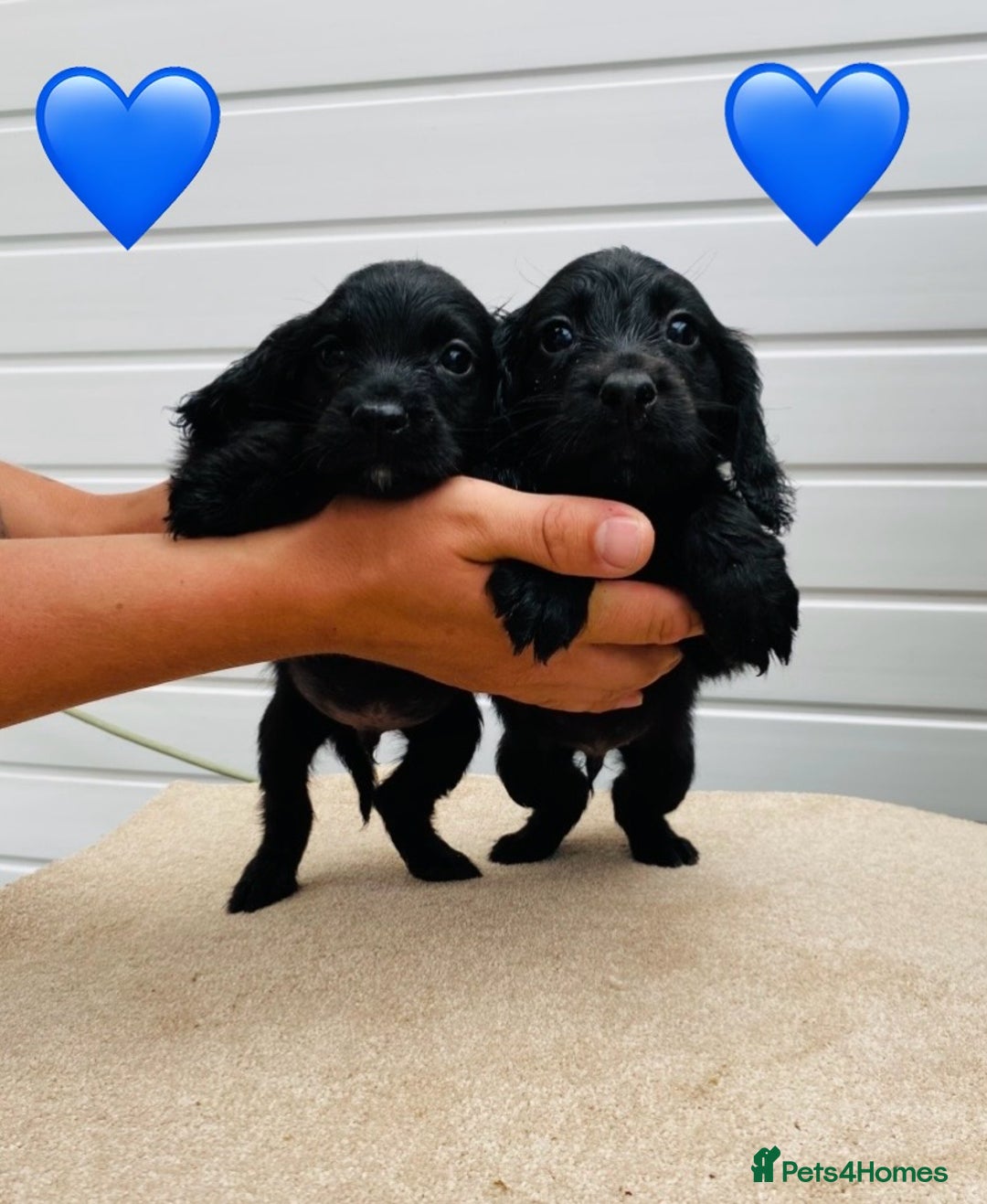 Cocker Spaniel dogs for sale: Cocker spaniel pups available  - Image 4