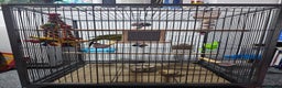 Parakeets birds for sale: Kakariki+Cage+toys+foods+bath+multivitamins+sprays - Advert 10