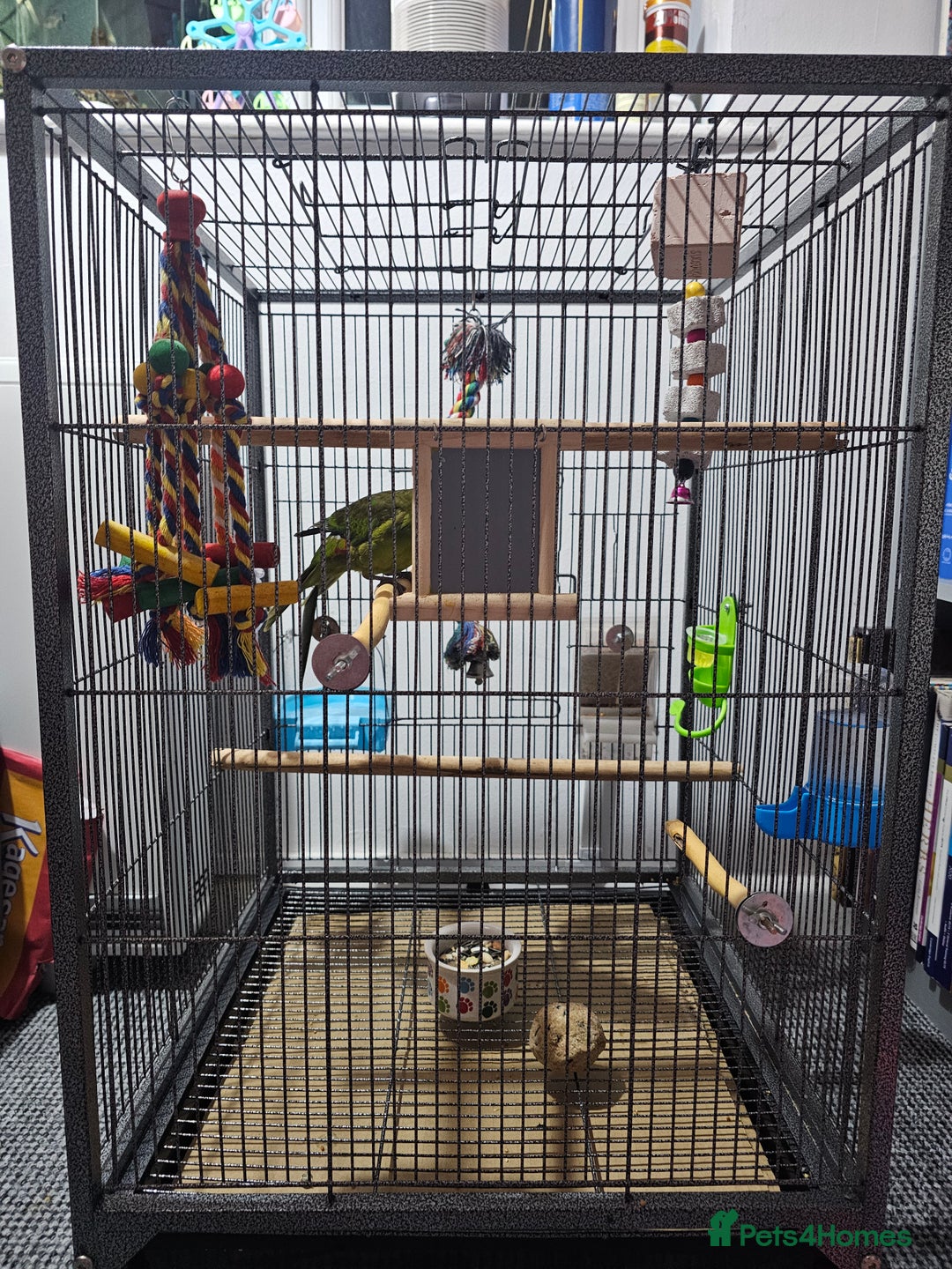 Parakeets birds for sale: Kakariki+Cage+toys+foods+bath+multivitamins+sprays - Image 10