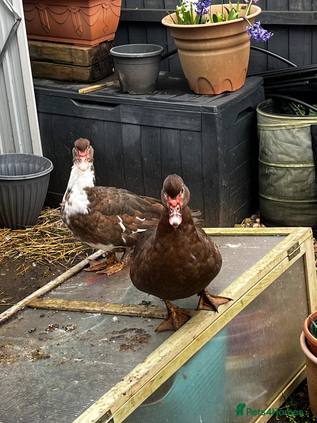 Ducks poultry for sale: Pair of Muscovy ducks female point of lay POL in Mansfield - Advert 1