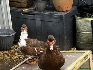 Ducks poultry Pair of Muscovy ducks female point of lay POL - Advert 4