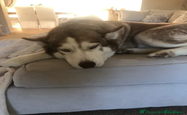 Siberian Husky dogs - Advert 9