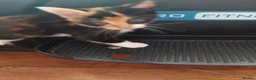Mixed Breed cats for sale: Beautiful kitten's  - Advert 16