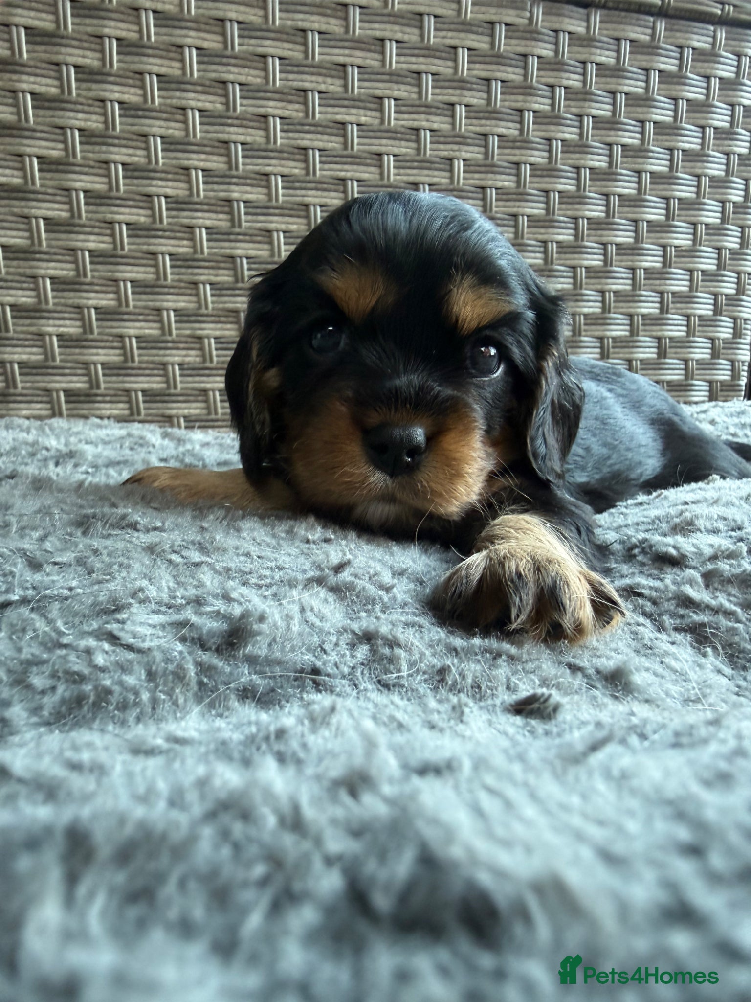 Cavalier King Charles Spaniel dogs Cavalier King Charles Spaniel Puppies  - Advert 1