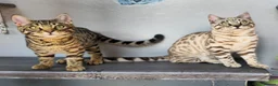 Bengal cats for sale: 🔥Stunning Bengal boys ready to leave🔥 - Advert 10