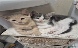 Mixed Breed cats for sale: Beautiful kittens ready - Image 5