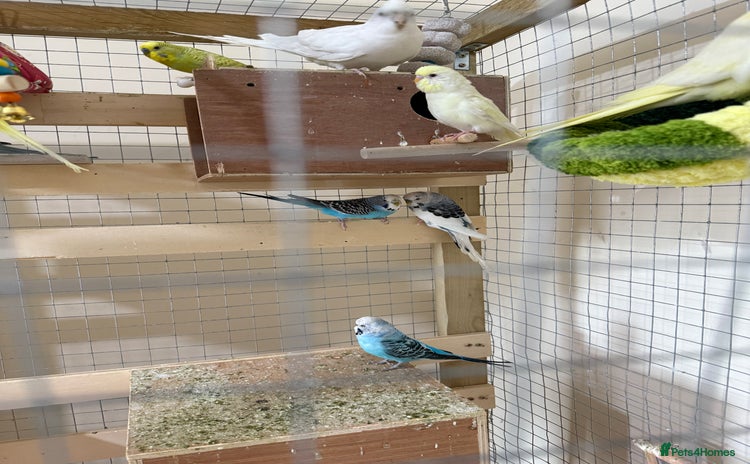 Budgerigars birds - Advert 1