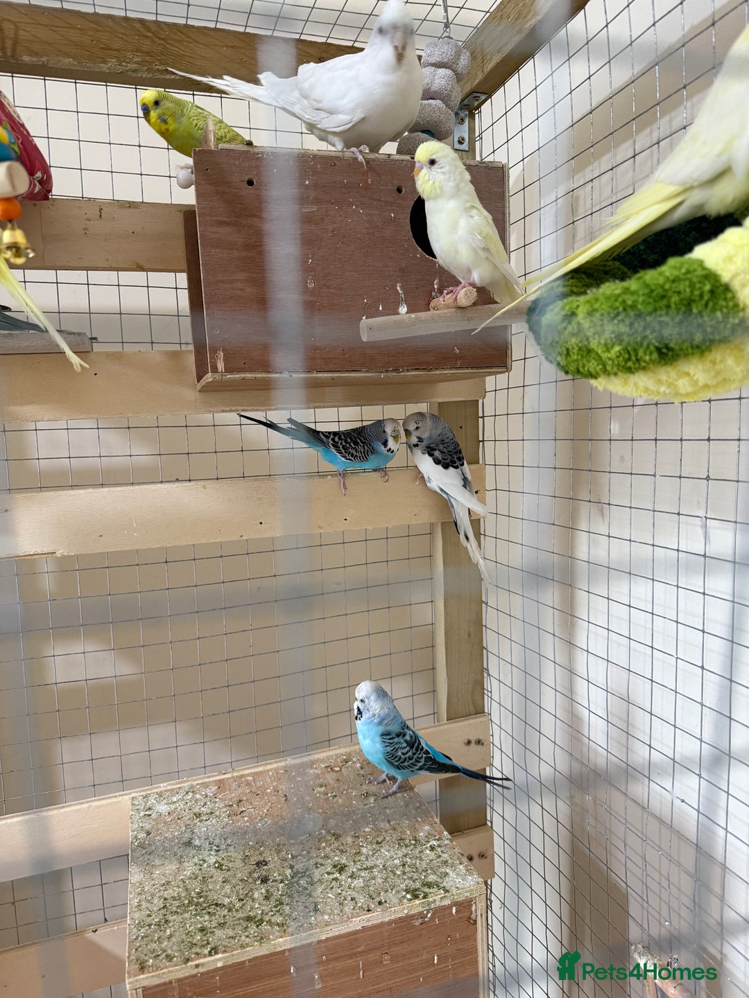 Budgerigars birds for sale: Birds - Image 1