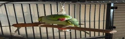 Parakeets birds for sale: Indian Ringneck  in Ipswich - Advert 3