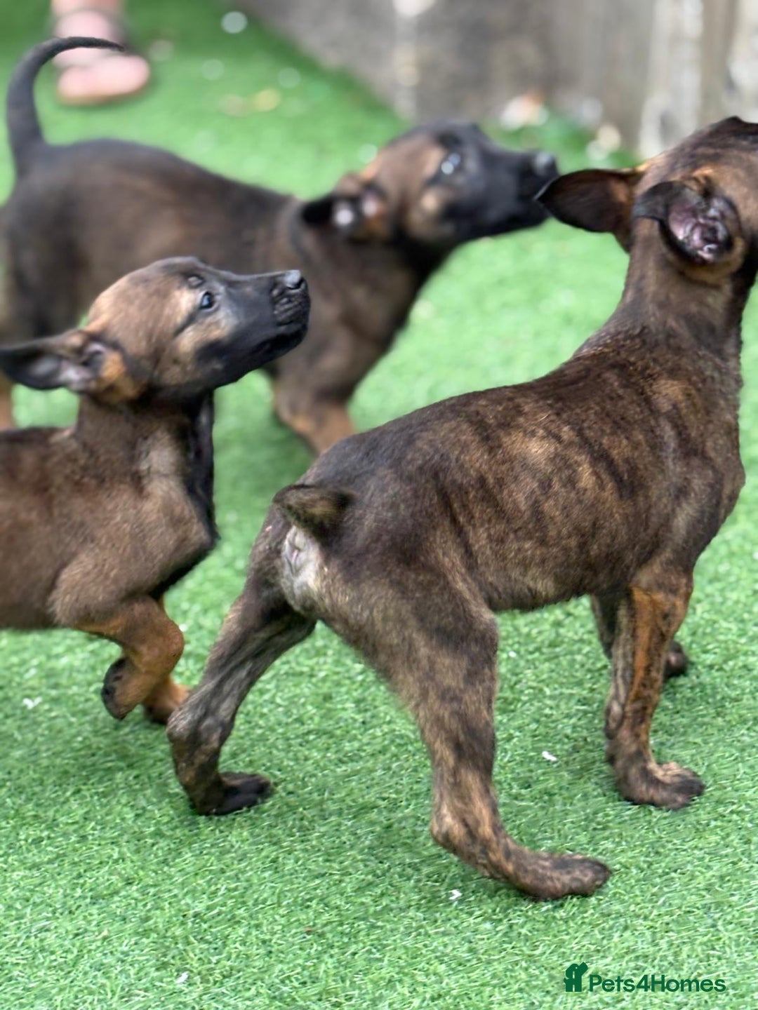 Belgian Shepherd Dog dogs for sale: Belgian malnois x Dutch sheppard puppies - Image 11