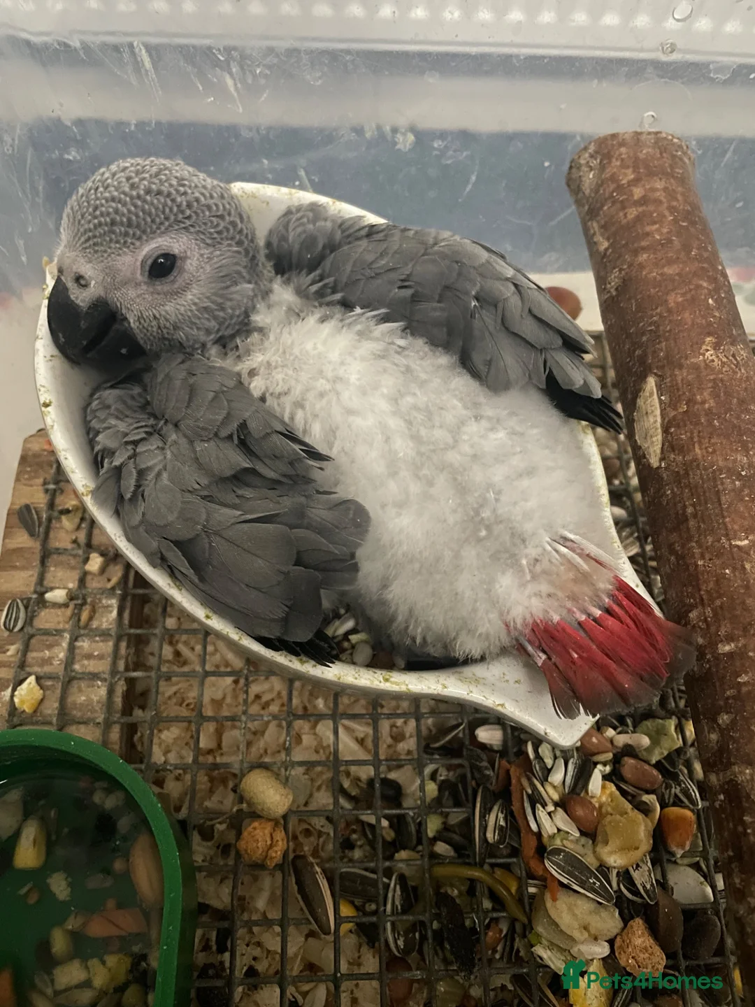 Parrots birds for sale: BABY GONGO AFRICAN GREY  - Advert 1
