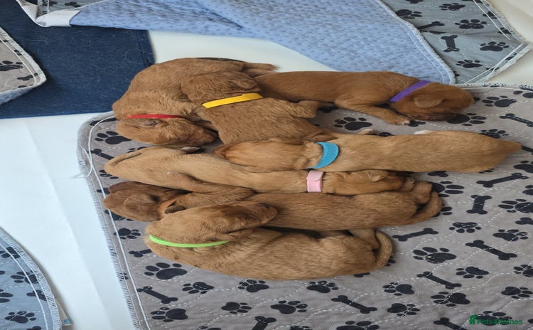 Labradoodle dogs F1 Toy / Miniature Labradoodles  - Advert 4