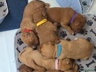 Labradoodle dogs F1 Toy / Miniature Labradoodles - Advert 5