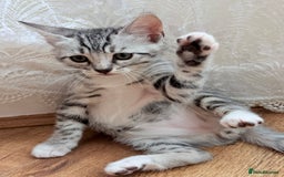 Bengal cats for sale: bengal kittens - Image 5