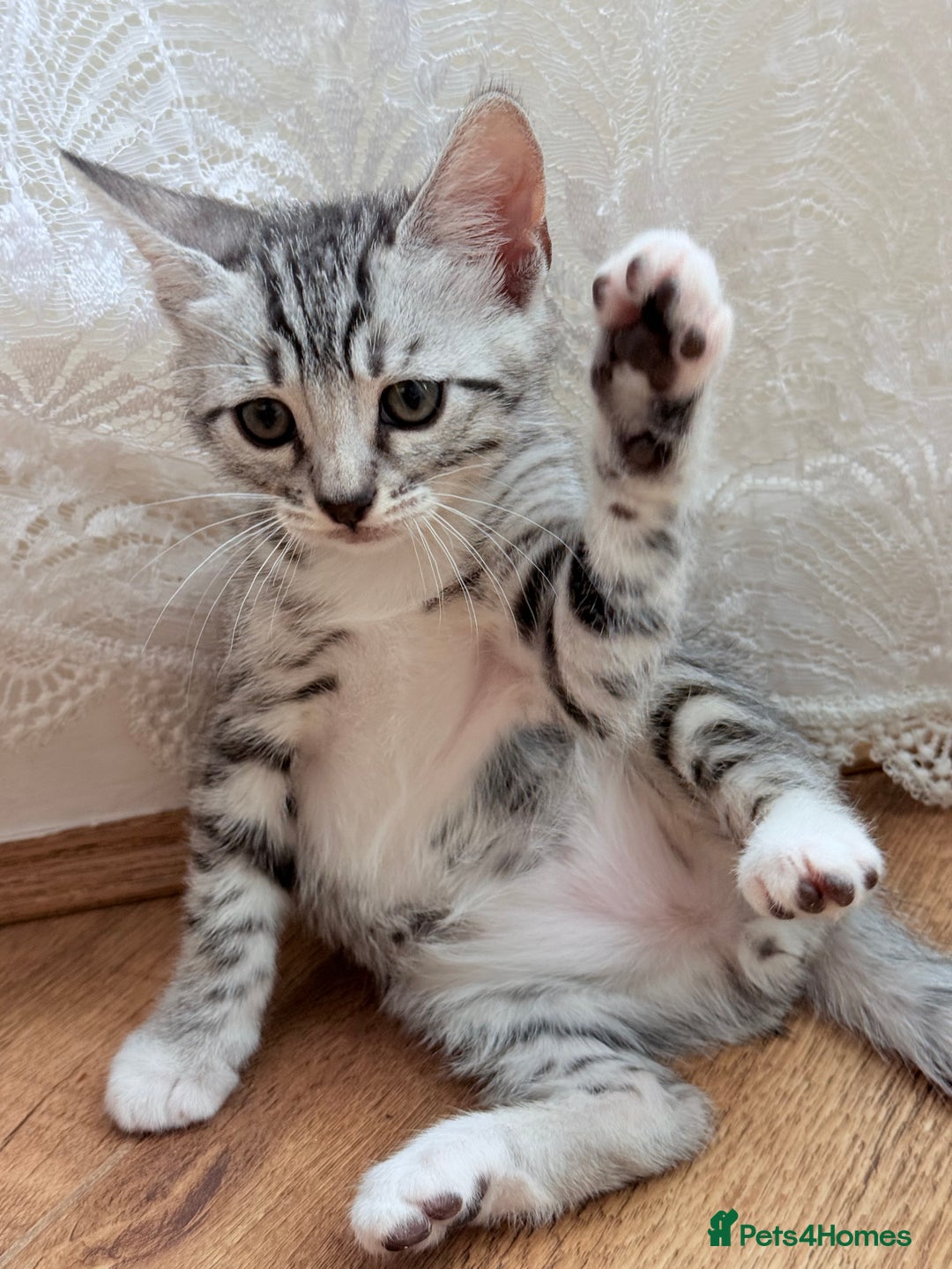 Bengal cats for sale: bengal kittens - Image 5