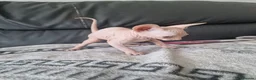 Sphynx cats for sale: Canadian Sphynx Kittens Looking for Loving Homes  - Advert 12