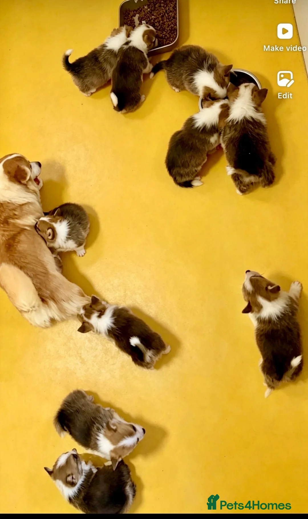 Welsh Corgi Pembroke dogs for sale: Stunning KC Registered Corgi Pups - Advert 10