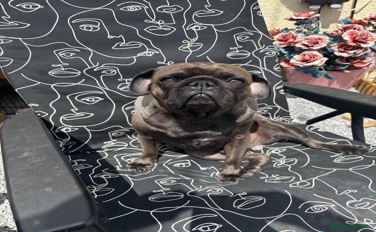 Pug dogs in Bridgwater - Advert 8