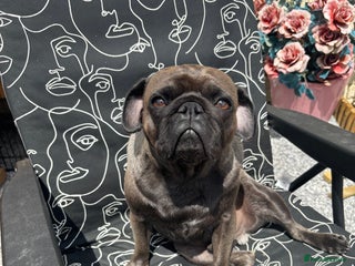 Pug dogs for sale in Bridgwater - Advert 1