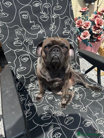 Pug dogs in Bridgwater - Advert 8