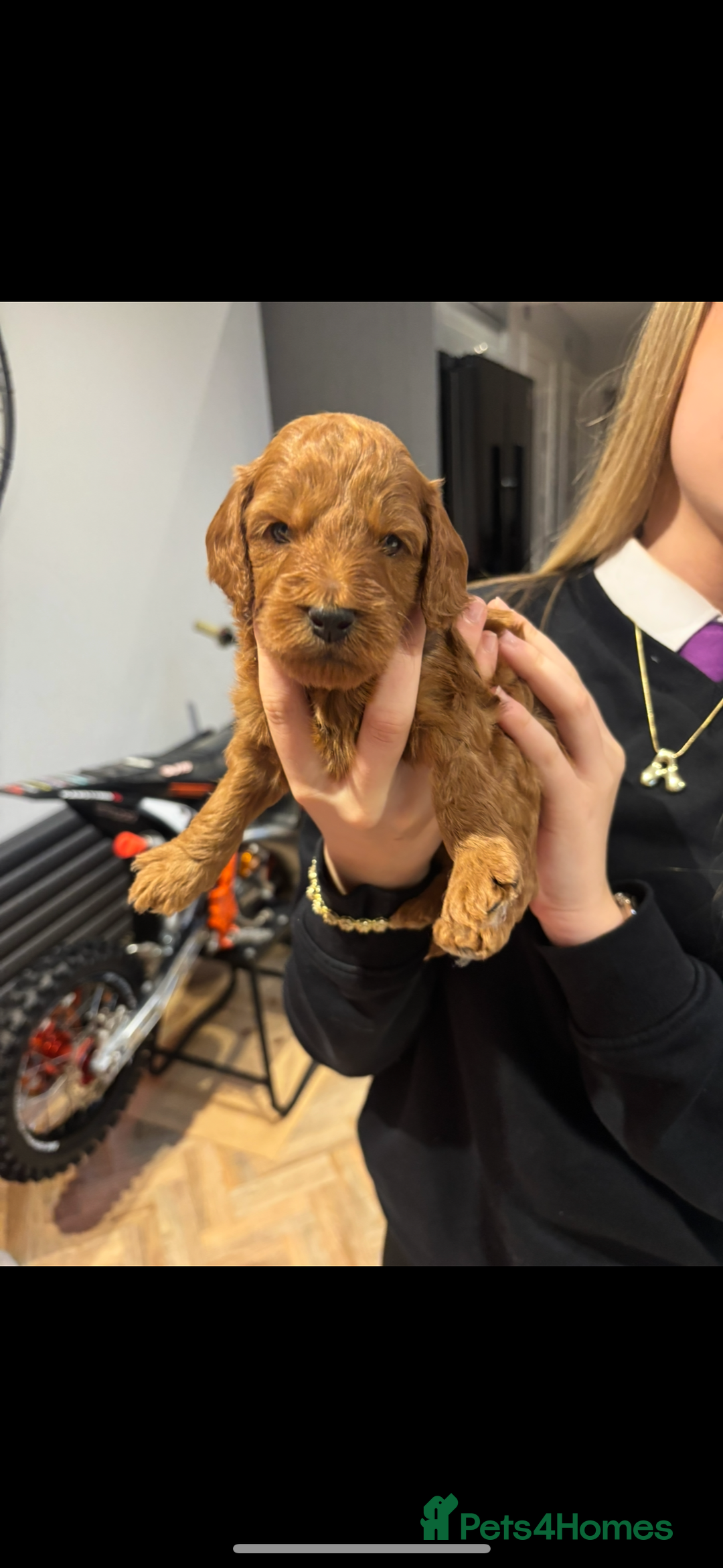 Cockapoo dogs for sale: Beautiful deep red f1b cockapoos  - Image 5