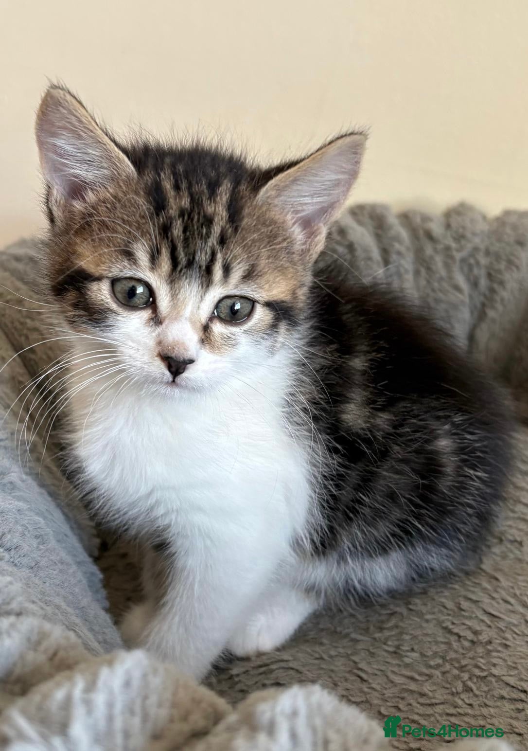 Mixed Breed cats Maine Coon Cross Kittens  - Advert 11