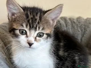 Mixed Breed cats Maine Coon Cross Kittens - Advert 11