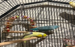 Parrots birds for sale: Parrolet  - Image 2