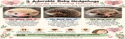 Pygmy Hedgehog rodents for sale: 3 Adorable 8-Week-Old Baby Hedgehogs Ready  - Advert 1