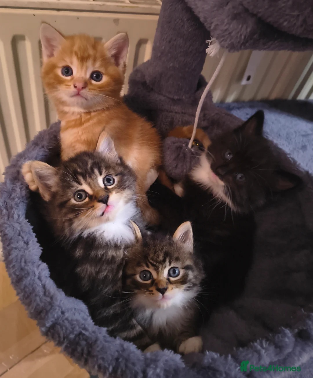 Mixed Breed cats for sale: 4 BEAUTIFUL KITTENS FOR SALE  - Advert 2