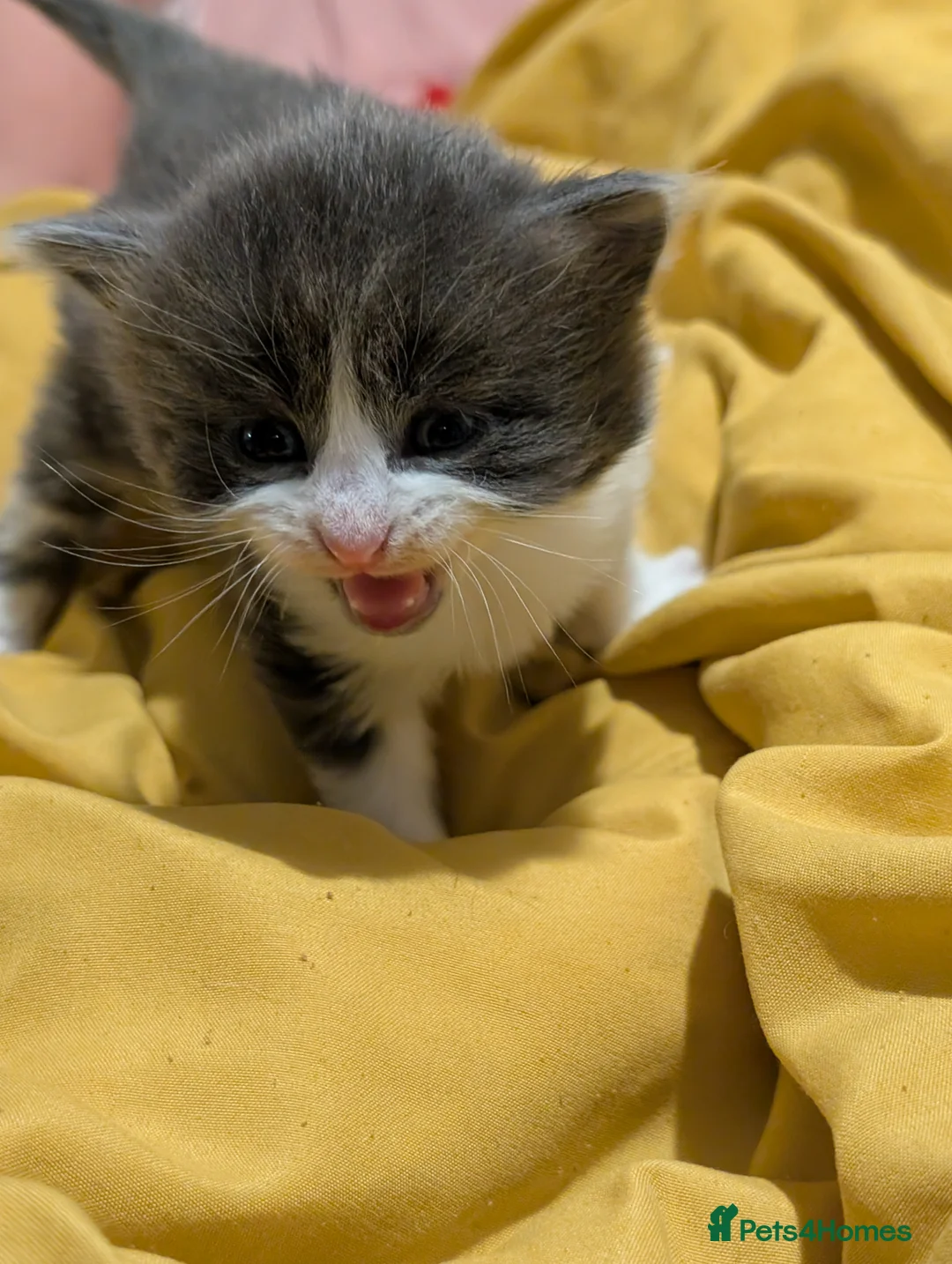 Domestic Shorthair cats for sale: Litter of kittens looking for their forever home - Advert 7