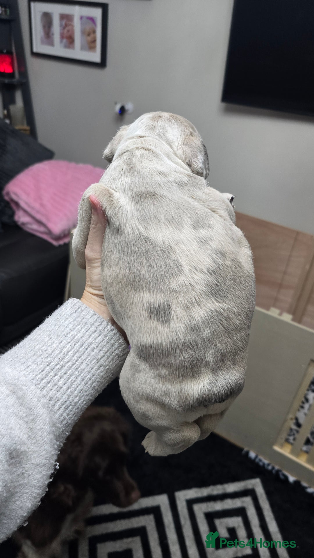 French Bulldog dogs for sale: Stunning french bulldog puppies - Advert 25