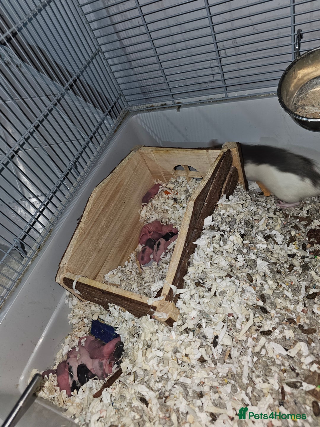 Rat rodents for sale: 7 female rat pups  - Advert 4