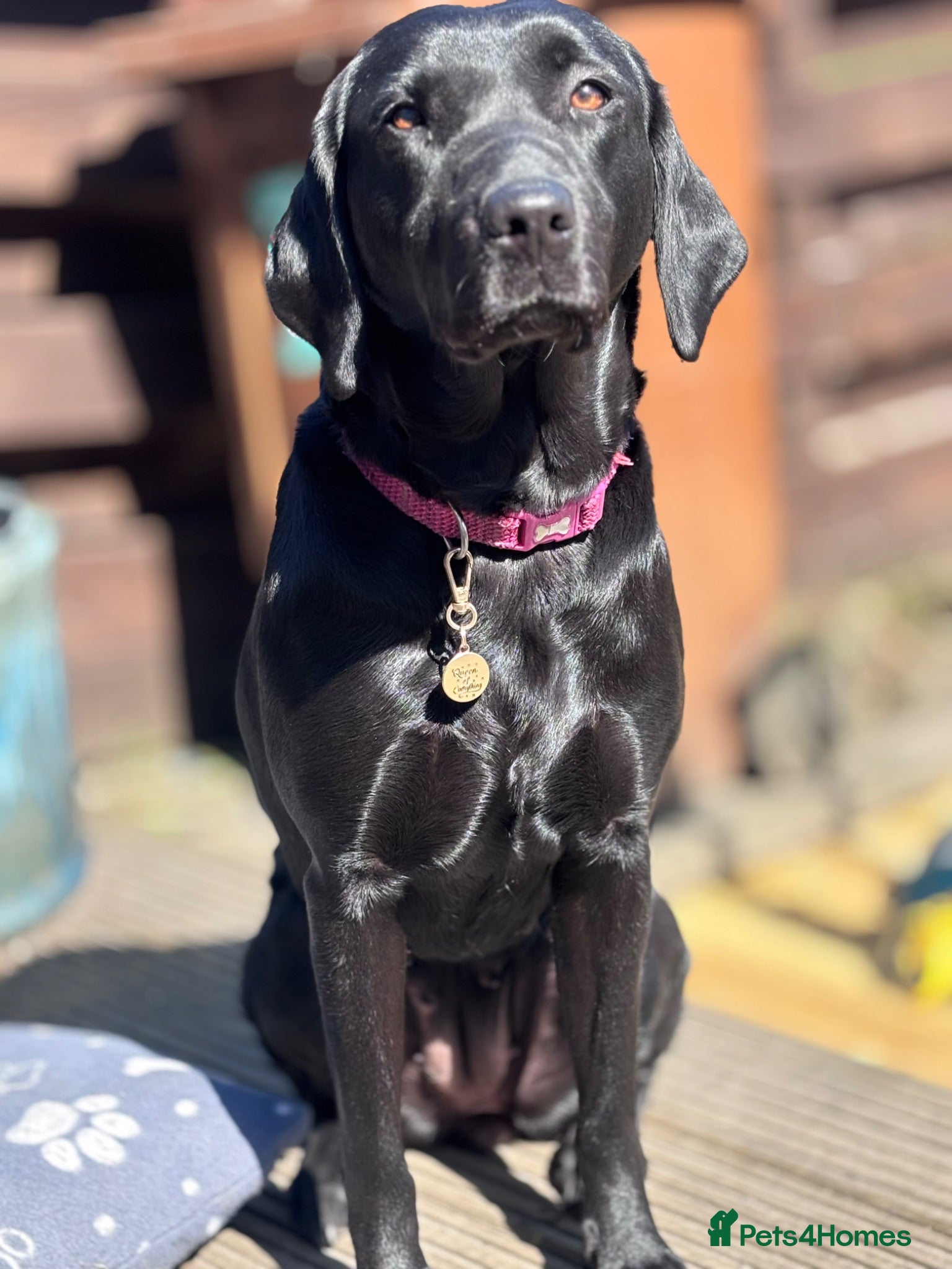 Labrador Retriever dogs KC Labrador pups for sale - Advert 1
