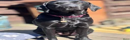 Labrador Retriever dogs for sale: KC Labrador pups for sale - Advert 7