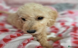 Goldendoodle dogs for sale: Goldendoodle x poodle - Image 2