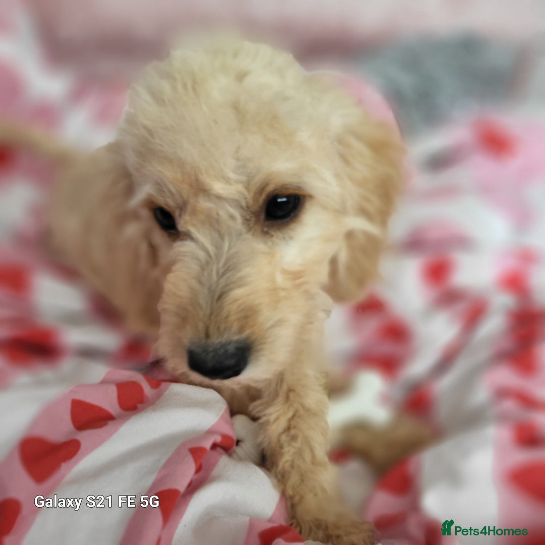 Goldendoodle dogs for sale: Goldendoodle x poodle - Image 2