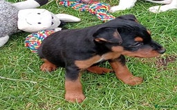 Mixed Breed dogs for sale: Lakeland x Russell terrier puppies  - Advert 4