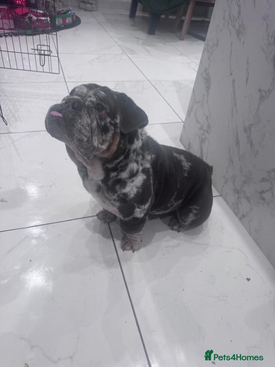 English Bulldog dogs for sale: 3yr old blue and white of reg bulldog bitch - Advert 2